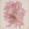 Close up of a pink seaweed specimen.