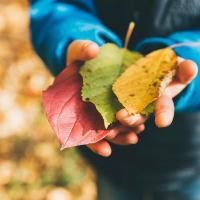 a child hands hold autumn leaves