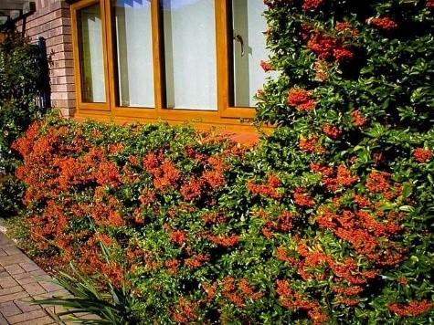 Pyracantha growing against a wall