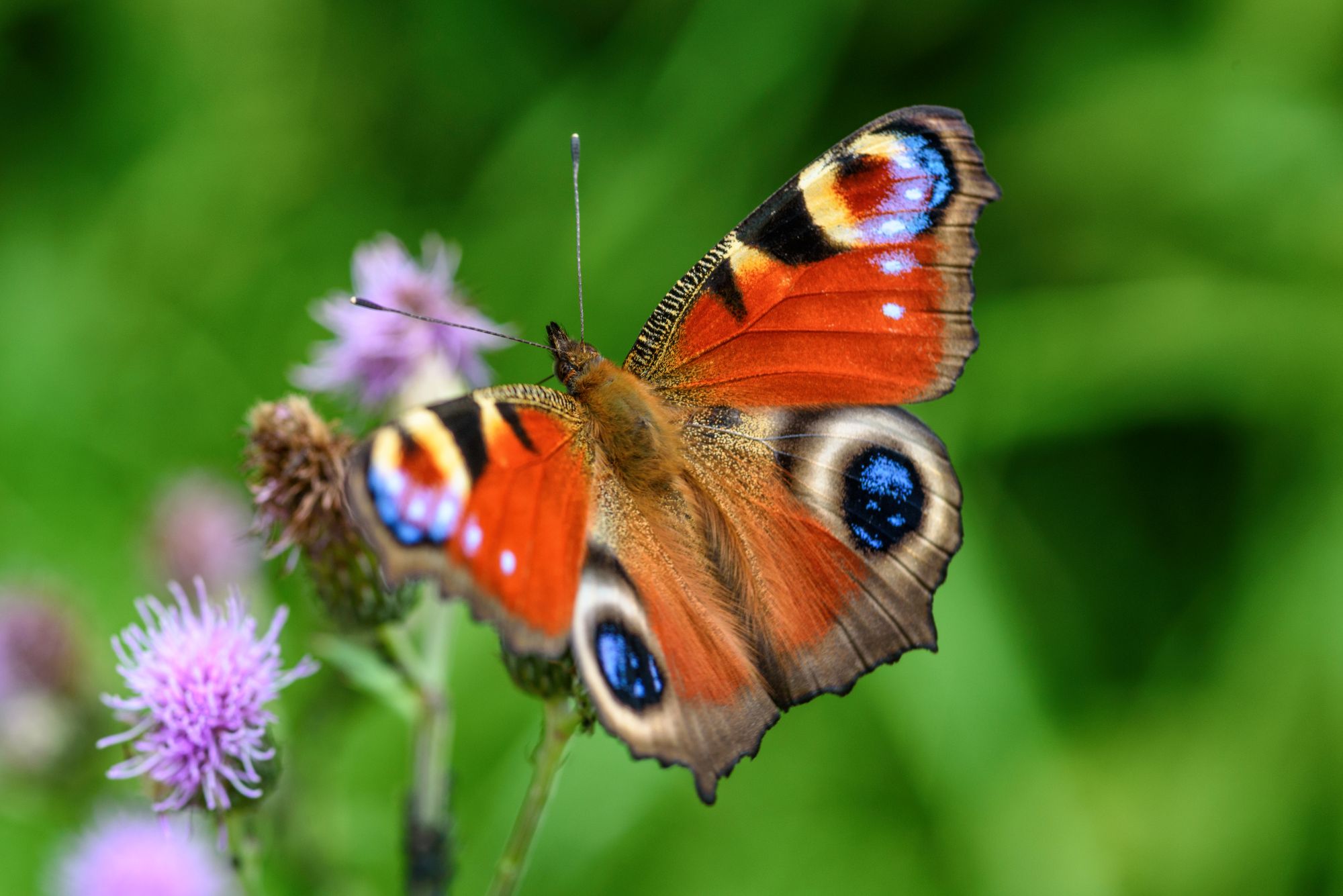 photo of an orange and blue butterfly on a green background