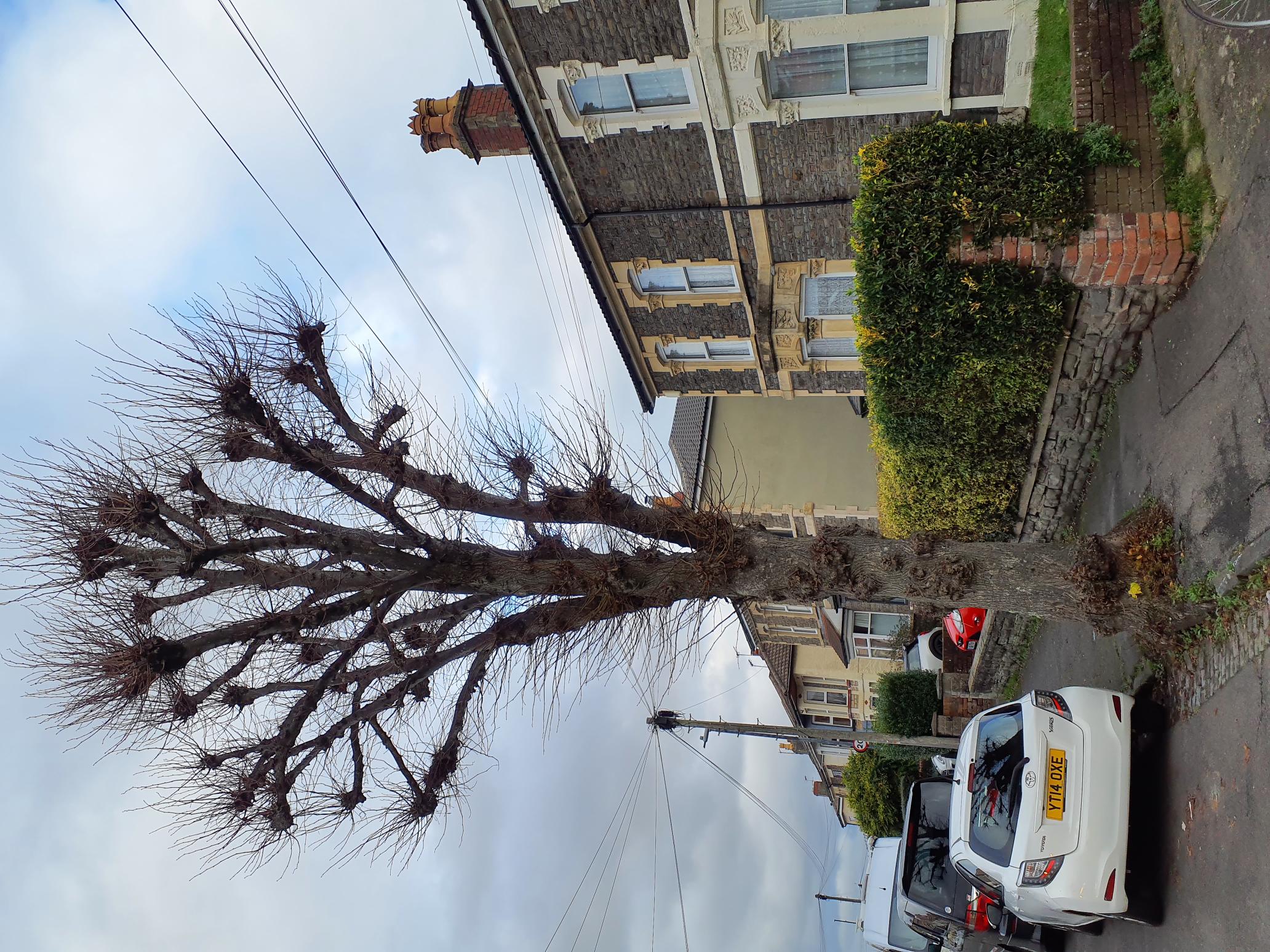 Chester Park Road Street Tree Photograph