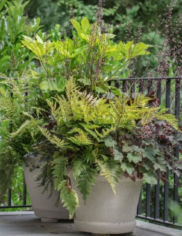 Image 5   Proposed planting 1 Potted plants