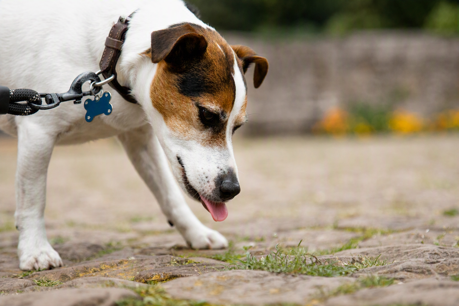 photo of a dog