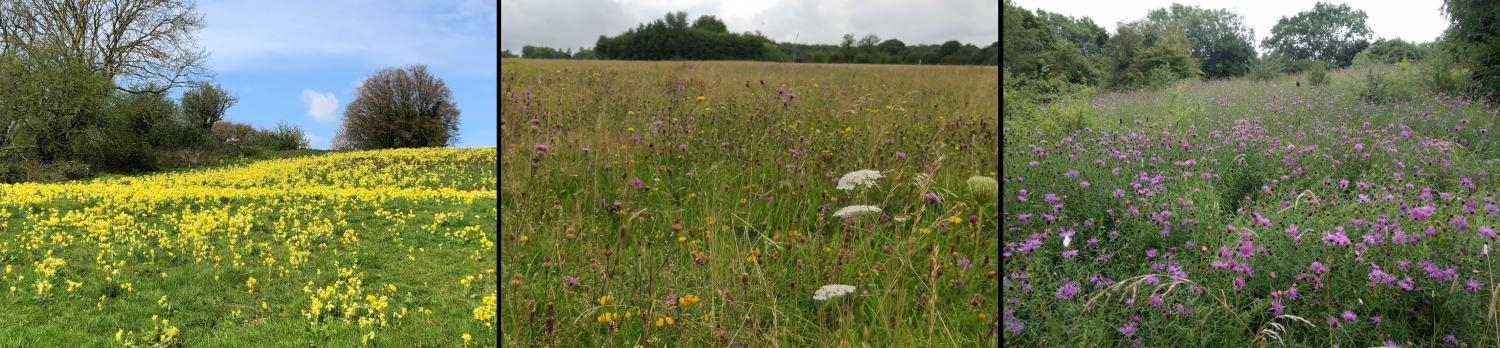 Left: A field full of yellow flowers (cowslips) on a sunny day. Middle: A grassy meadow with purple and white wildflowers. Right: A meadow filled with purple flowers surrounded by trees. 