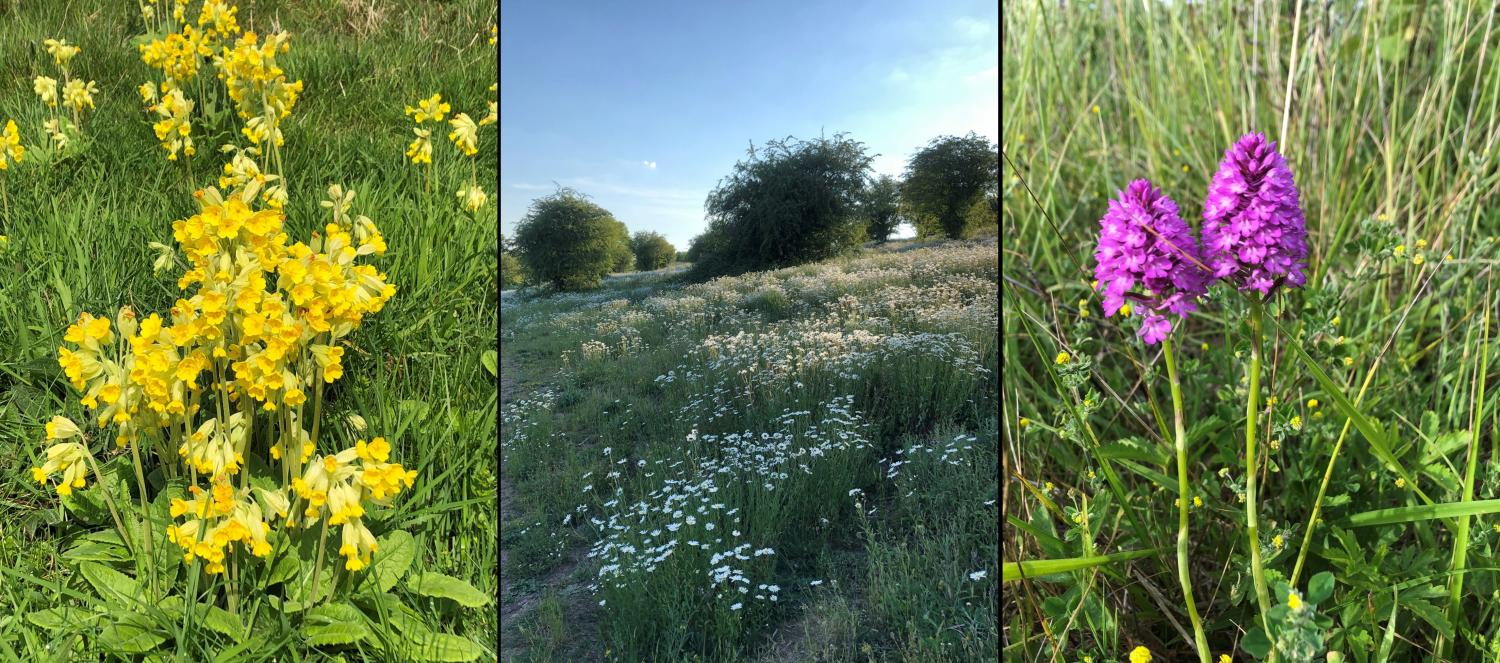 Three photos showing wildflowers up close and in a field. Left: Bright yellow cowslip flowers in the grass.
Middle: A field with lots of small white flowers and scattered trees. Right: Two bright purple orchids growing among grass.