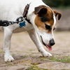 A dog with its tongue out pointed at the ground