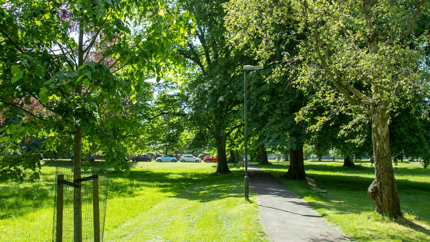 Trees