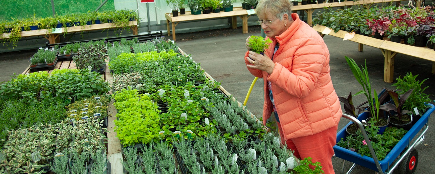 Woman at Blaise Plant Nursery