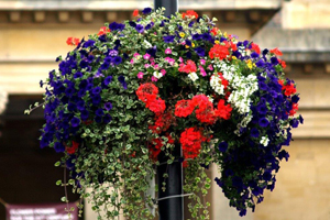 Flowers in hanging baskets 2