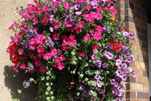 Flowers in hanging baskets 3