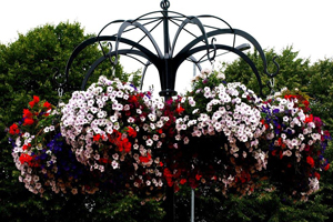 Flowers in hanging baskets
