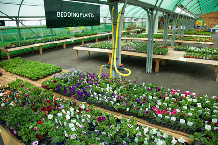 Plants and flowers in a shop