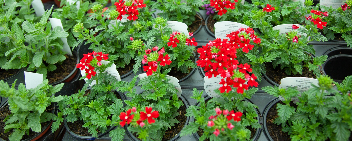 Some small red flowers
