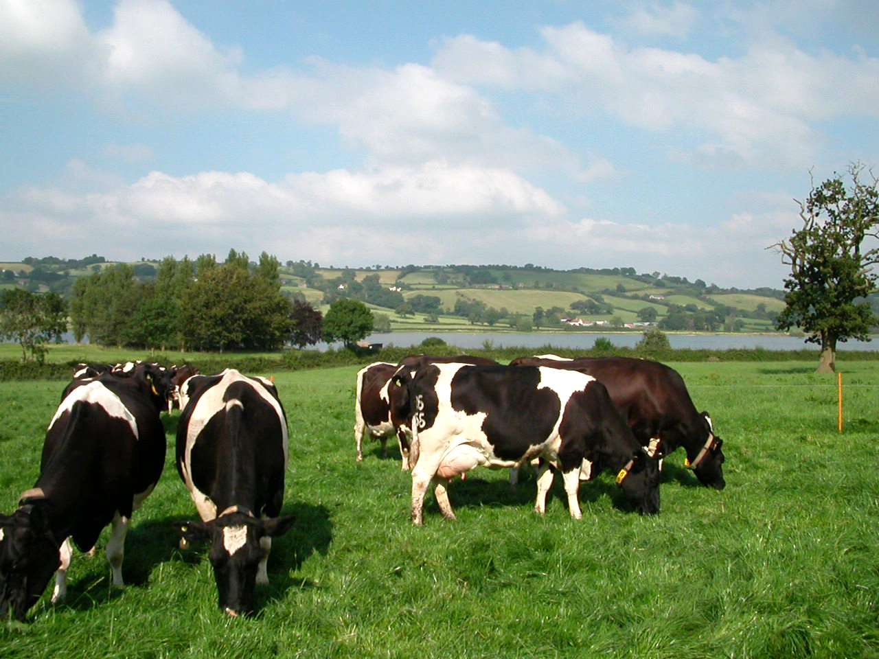 cows in a field