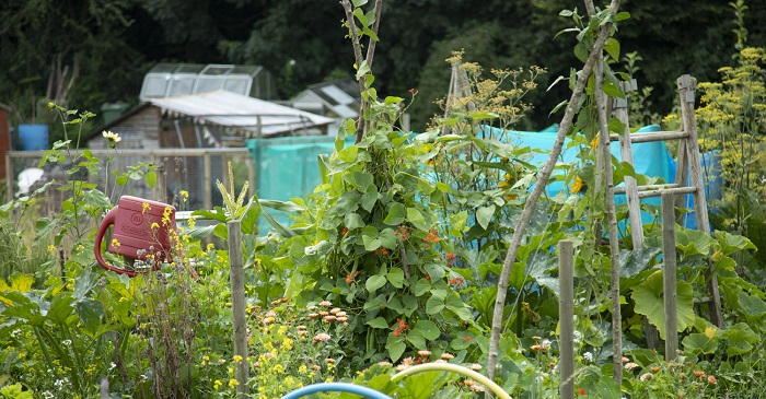 Plants on an allotment