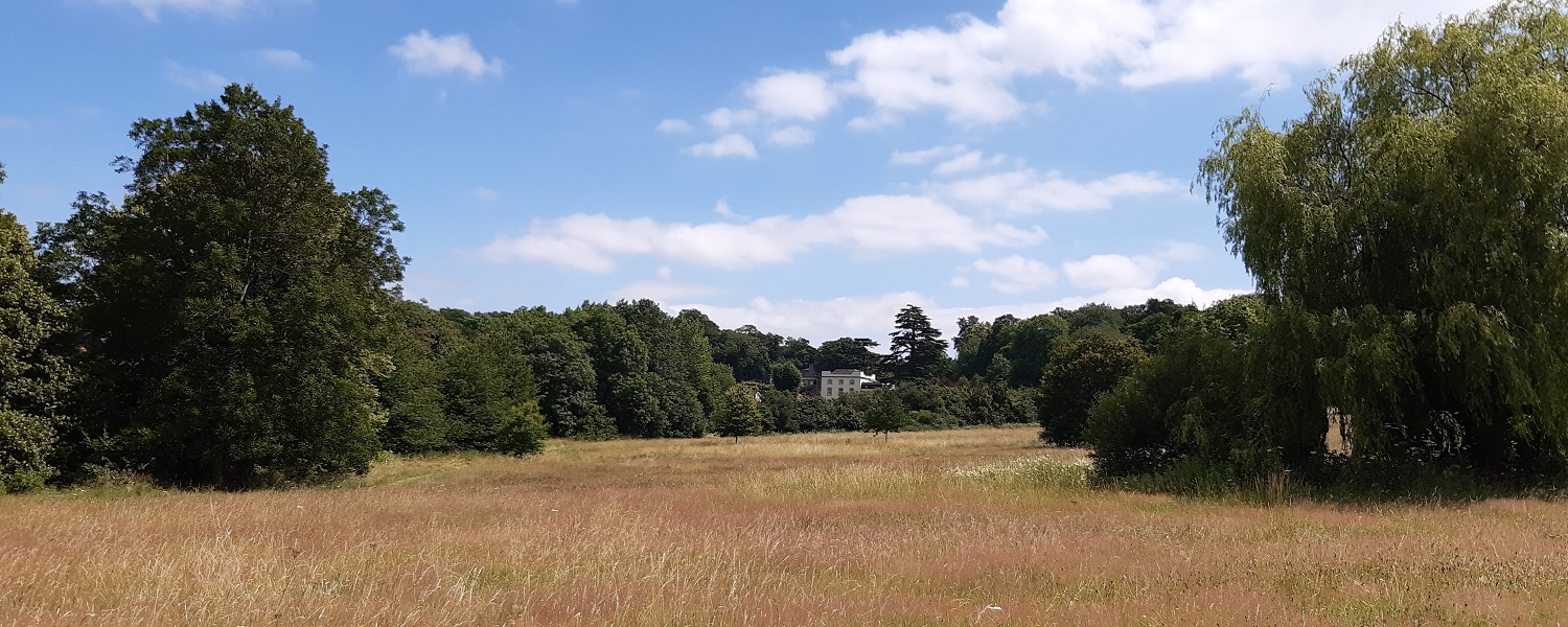 Grassland surrounded by trees