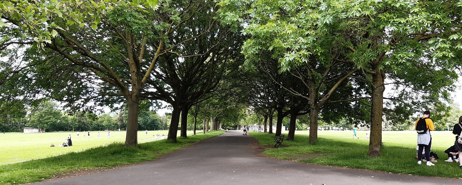 A tree lined avenue in a park