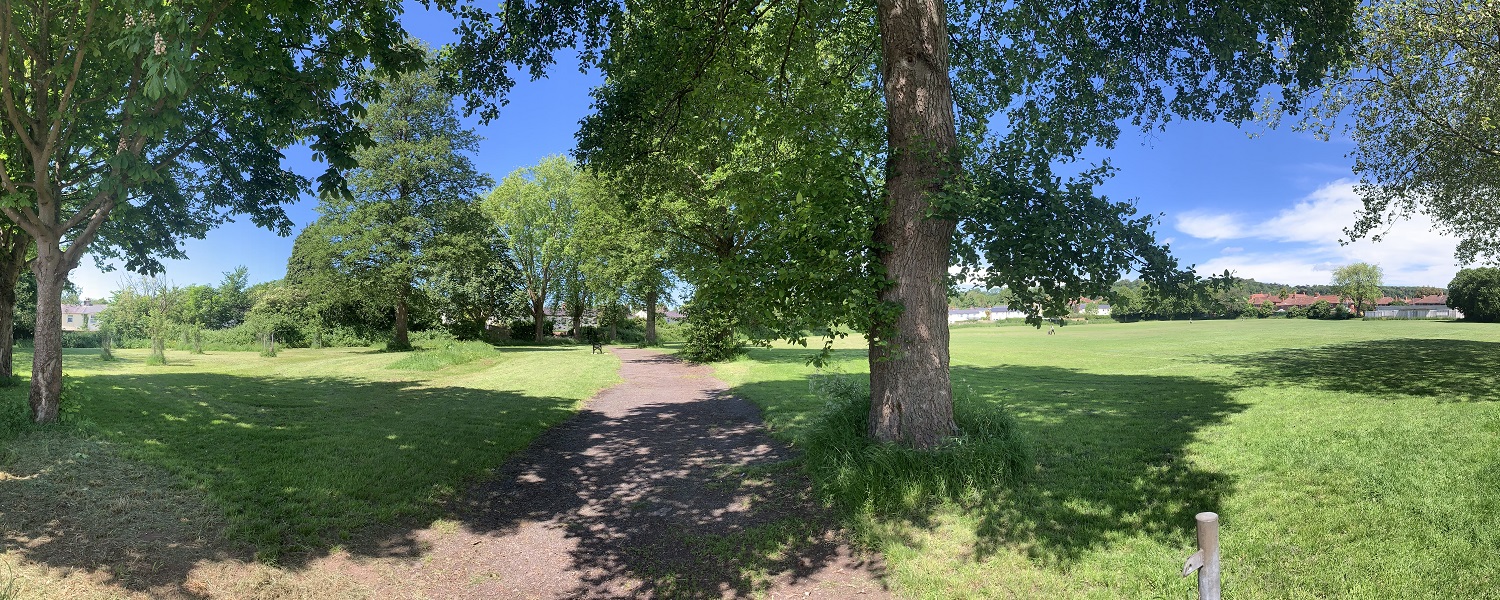 Trees and grass in a park