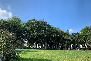 Trees under a blue sky