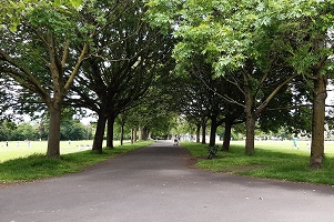 A tree lined avenue in a park