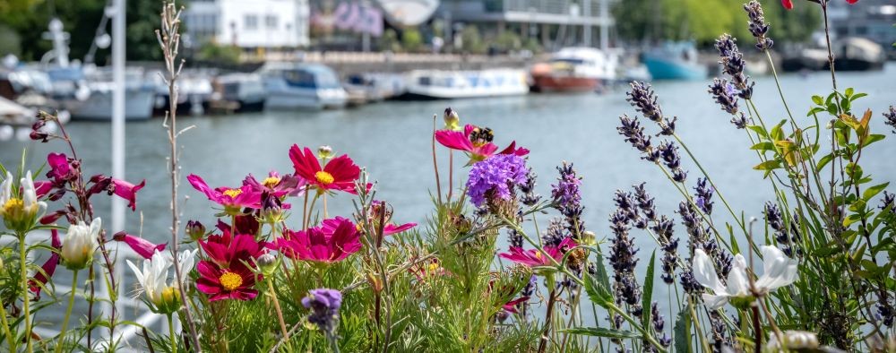 Pink and purple flowers up close with the harbour in the background, little bee on one of the flowers