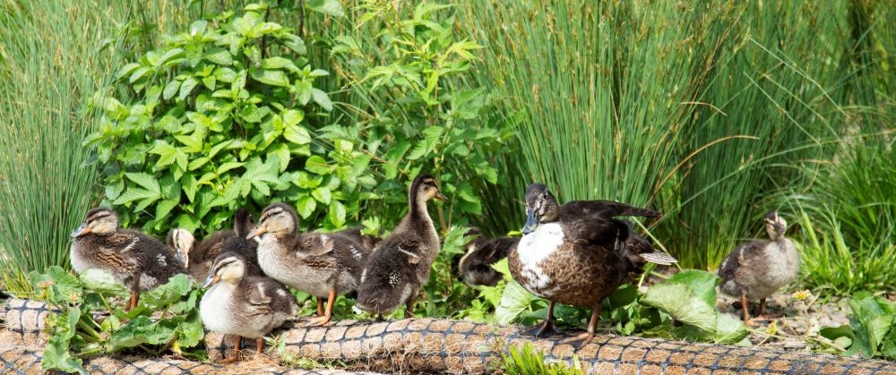 ducks in some grass and plants