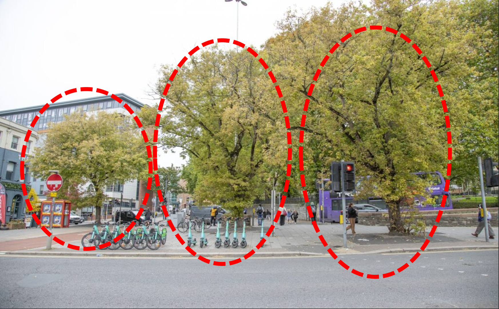 Picture of three trees in Broadmead that we propose to fell