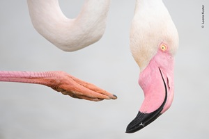 Close-up photograph of a flamingo's head and curved neck, with one of its pink, webbed feet extended across the frame. The bird's yellow eye and curved black-tipped beak are sharply in focus against a pale background.